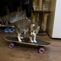 Скейтборд Termit Cruiser - фото 4