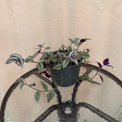 Гирлянда - фото 1