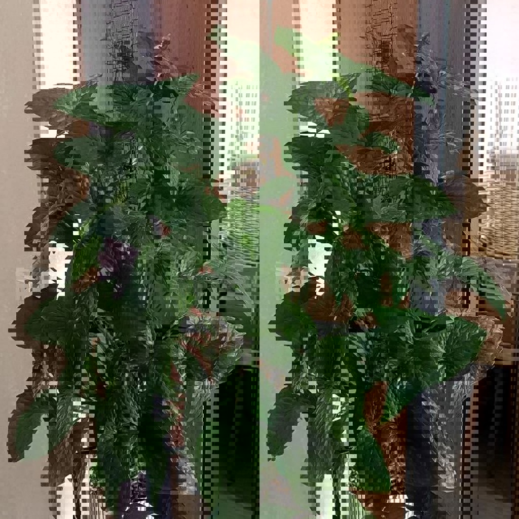 Сингониум Империал Грин