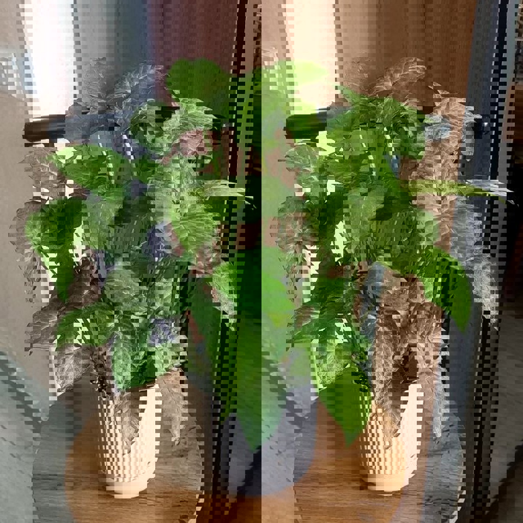 Сингониум Белая бабочка