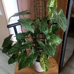 Сингониум Белая бабочка - фото 2