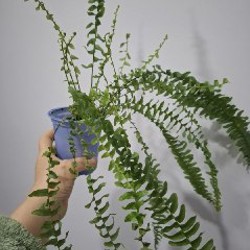 Роули - фото 3