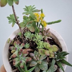 Роули - фото 5