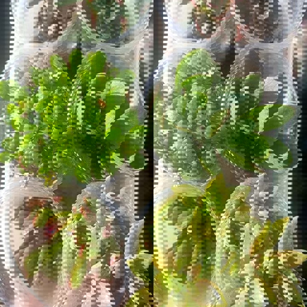 Эониум Киви