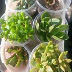 Эониум Киви - фото 1