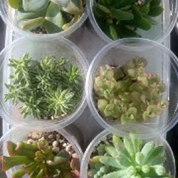 Эониум Киви - фото 2