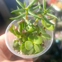 Эониум Киви - фото 3