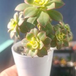 Эониум Киви - фото 4