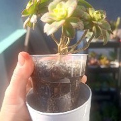 Эониум Киви - фото 5