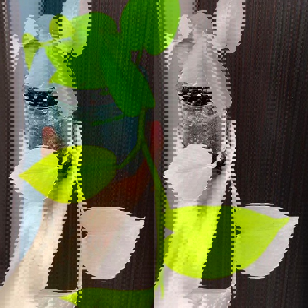 Комнатное растение