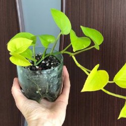 Комнатное растение - фото 2