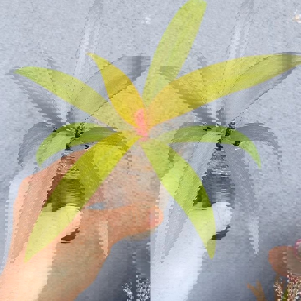 Рео Ситара Голд