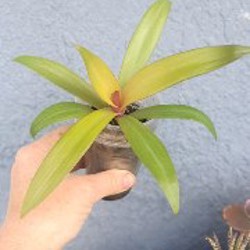 Рео Ситара Голд - фото 1