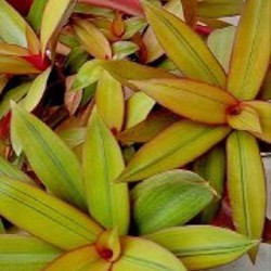 Рео Ситара Голд - фото 2