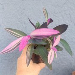 Рео Ситара Голд - фото 3