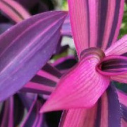 Рео Ситара Голд - фото 4