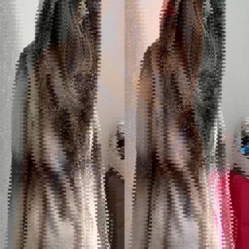 Шуба из стриженного меха бобрика