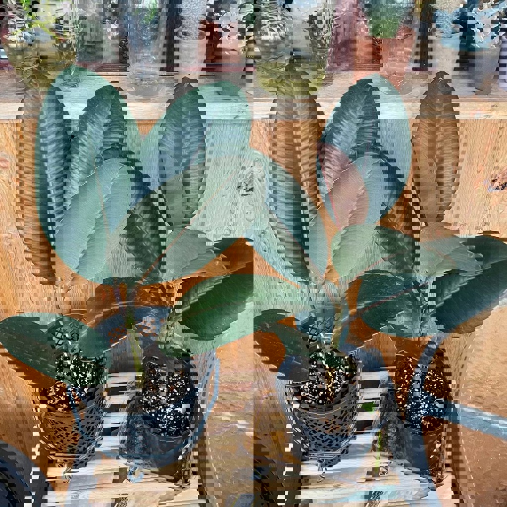 Фикус эластика робуста