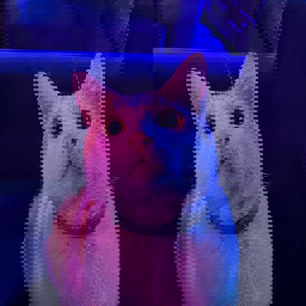 Кот Профессор