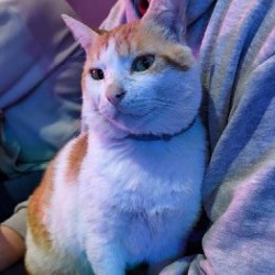 Кот Профессор - фото 2