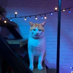 Кот Профессор - фото 3