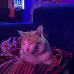 Кот Профессор - фото 4