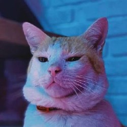 Кот Профессор - фото 5