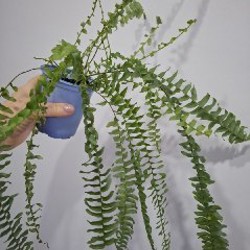 Плющ - фото 1