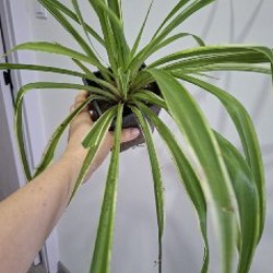 Плющ - фото 3