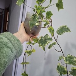 Плющ - фото 4