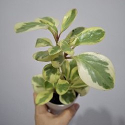 Плющ - фото 5