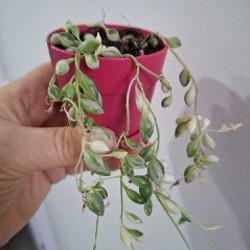 Плющ - фото 7