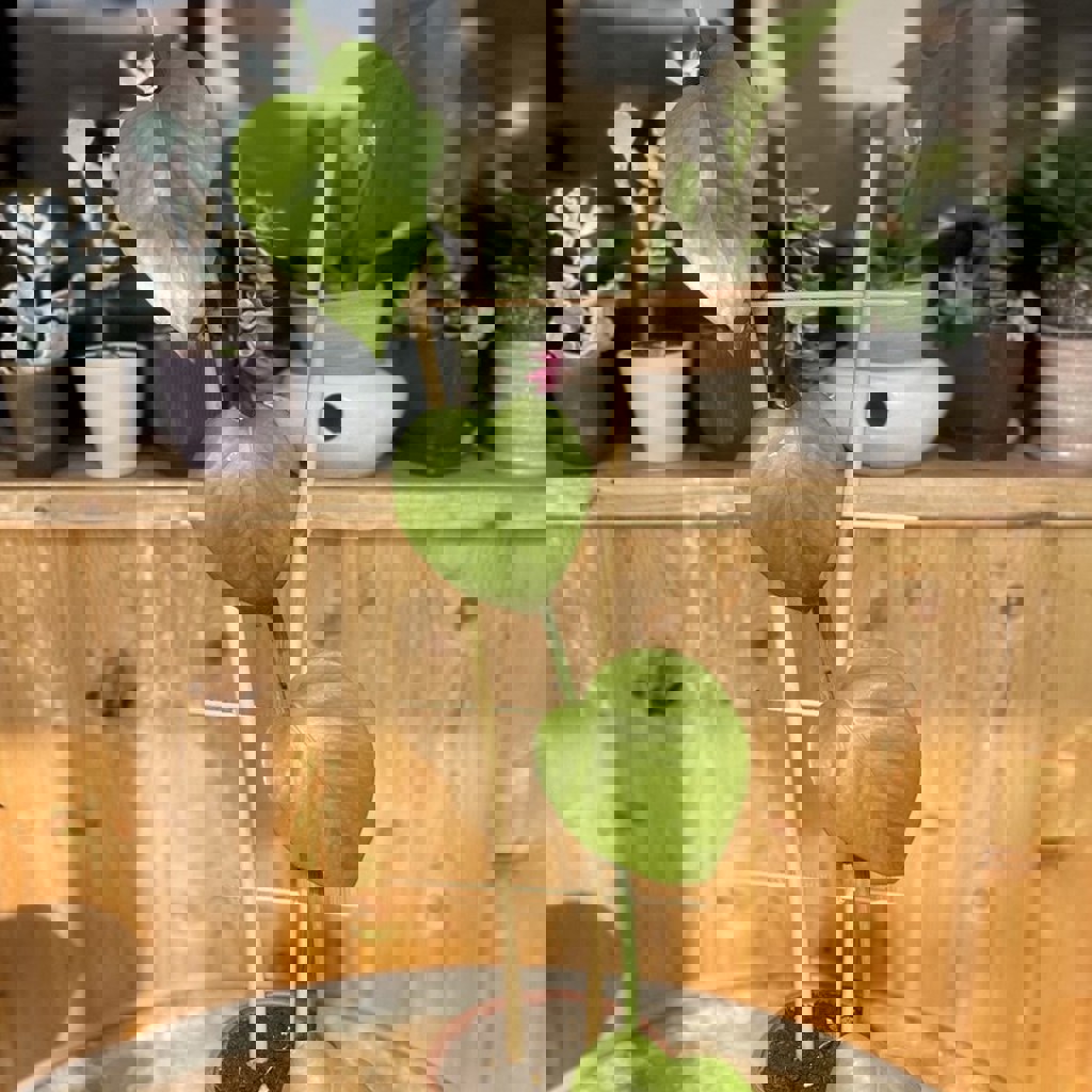 Эпипренум на опоре