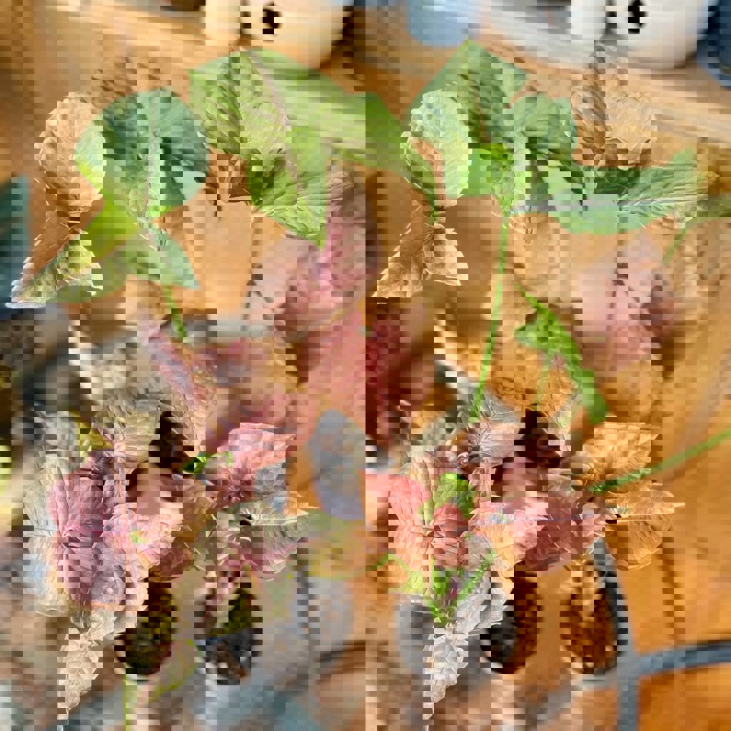 Молодые росточки Пинк Неон