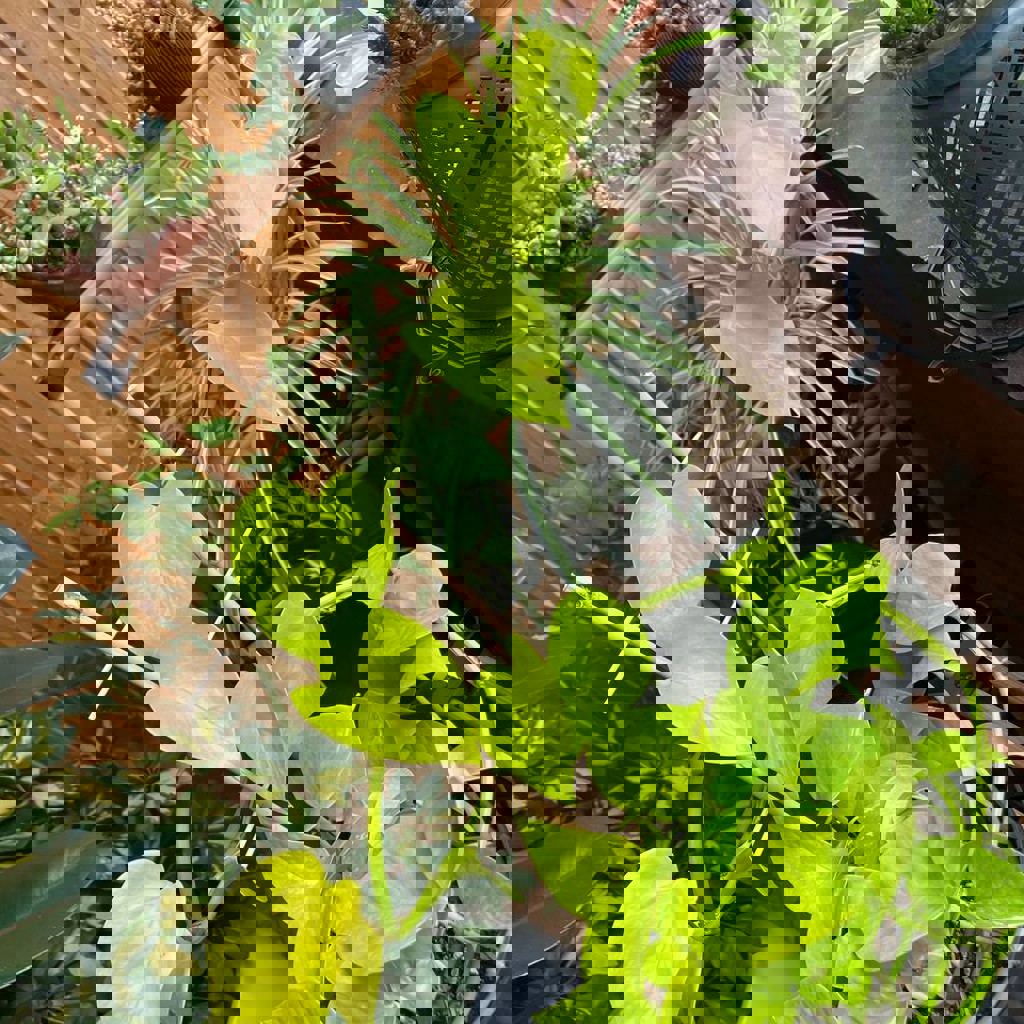 Эпипренум/сциндапсус неон