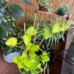 Эпипренум/сциндапсус неон - фото 2