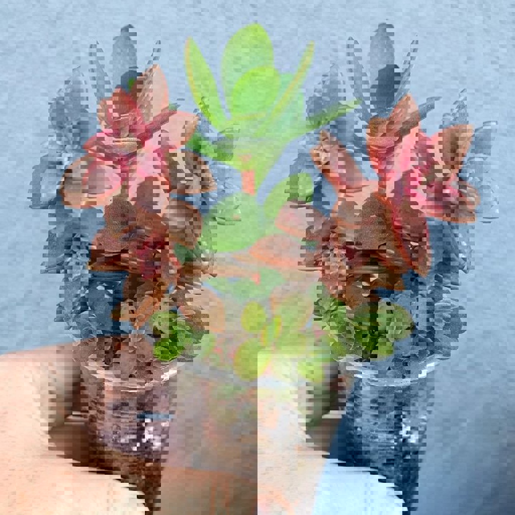 Крассула Маруба вариегатная