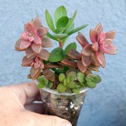 Крассула Маруба вариегатная - фото 1