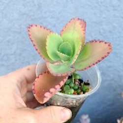 Крассула Маруба вариегатная - фото 2