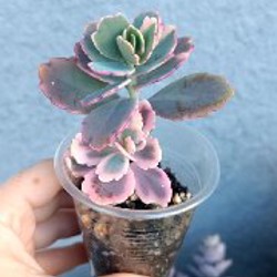 Крассула Маруба вариегатная - фото 3