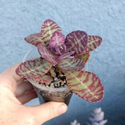 Крассула Маруба вариегатная - фото 4