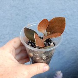 Крассула Маруба вариегатная - фото 5