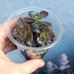 Крассула Маруба вариегатная - фото 6