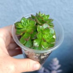 Крассула Маруба вариегатная - фото 7