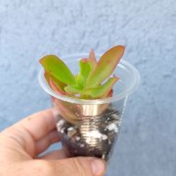 Крассула Маруба вариегатная - фото 8