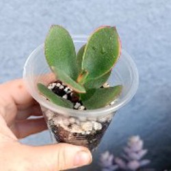 Крассула Маруба вариегатная - фото 9