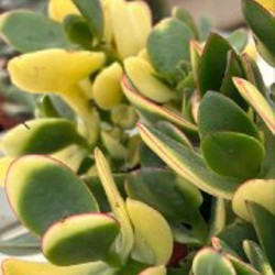 Крассула Маруба вариегатная - фото 10