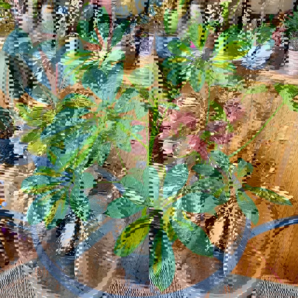 Шефлера вариегатная