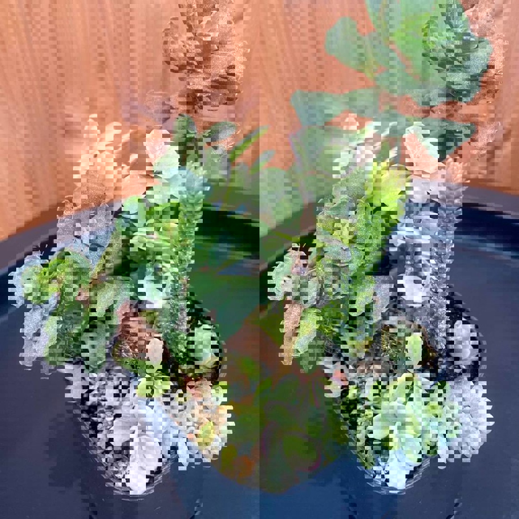 Суккулентики