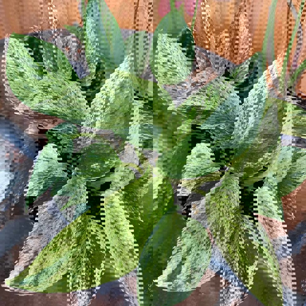 Эпипренум марбл квин